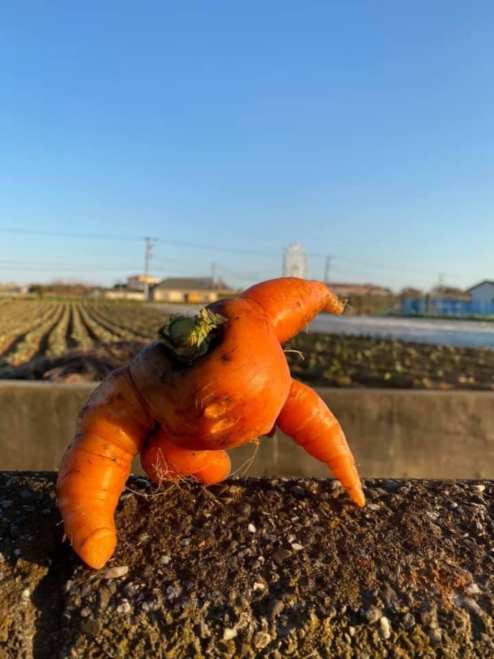 うちの畑では 色々なニンジンが とれます🥕 