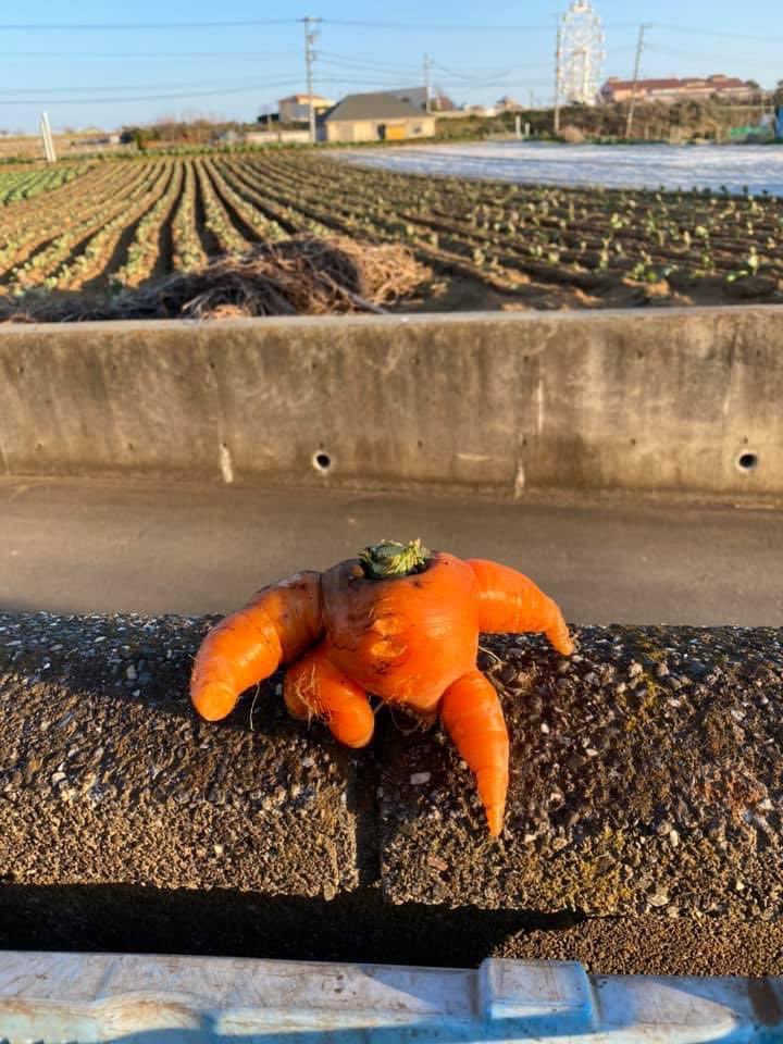 うちの畑では 色々なニンジンが とれます🥕 