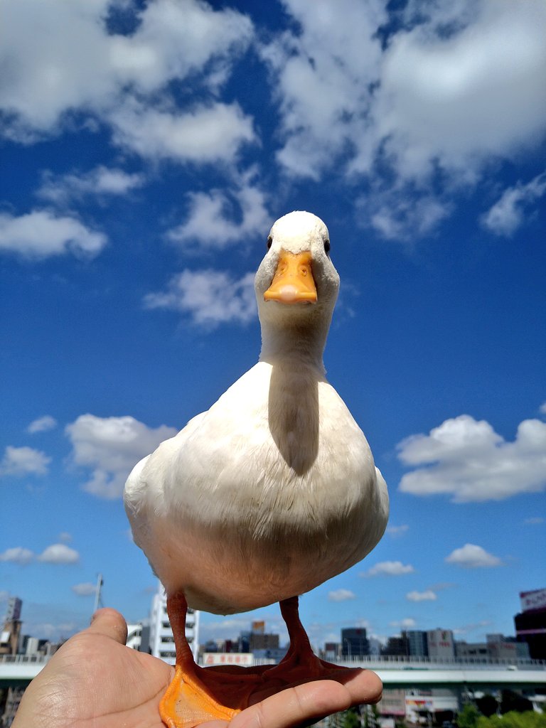 青い空、白いあひる 