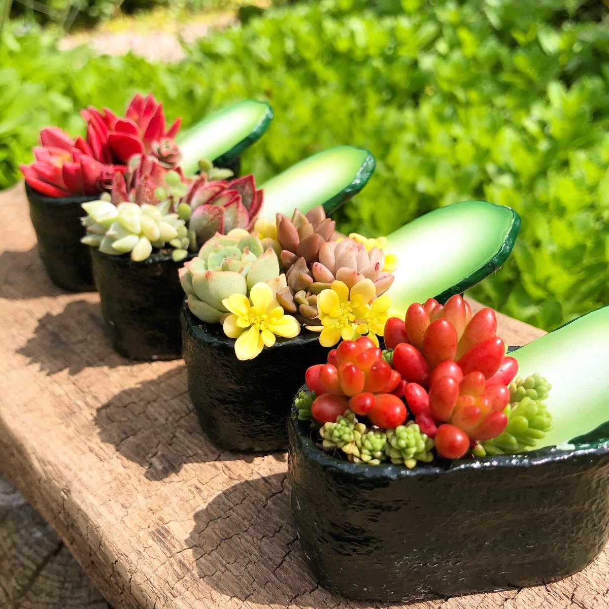 一目惚れした鉢が届いたので、早速多肉を植えました🍀   #多肉植物 #多肉軍艦 #多肉寿司 