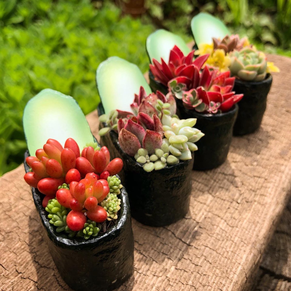 一目惚れした鉢が届いたので、早速多肉を植えました🍀   #多肉植物 #多肉軍艦 #多肉寿司 