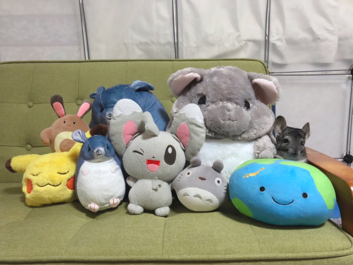 半べそでお部屋の中探し回ってて思わず二度見した🐭 #チンチラ 