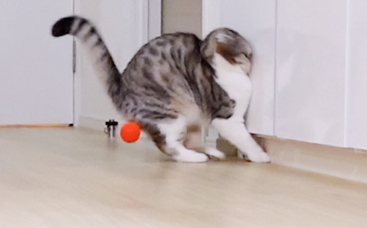 だからはしゃぎ過ぎるなって言ったのに。 