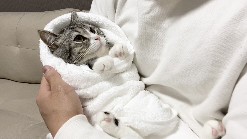 お包みされてごきげんな赤ちゃん猫です笑 