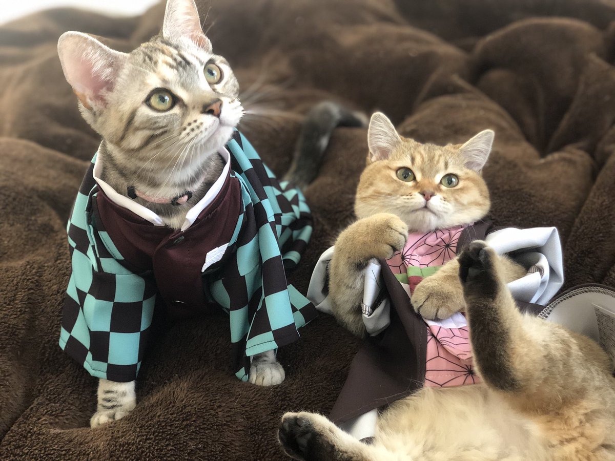 カリカリしか喰ったことがないんだ