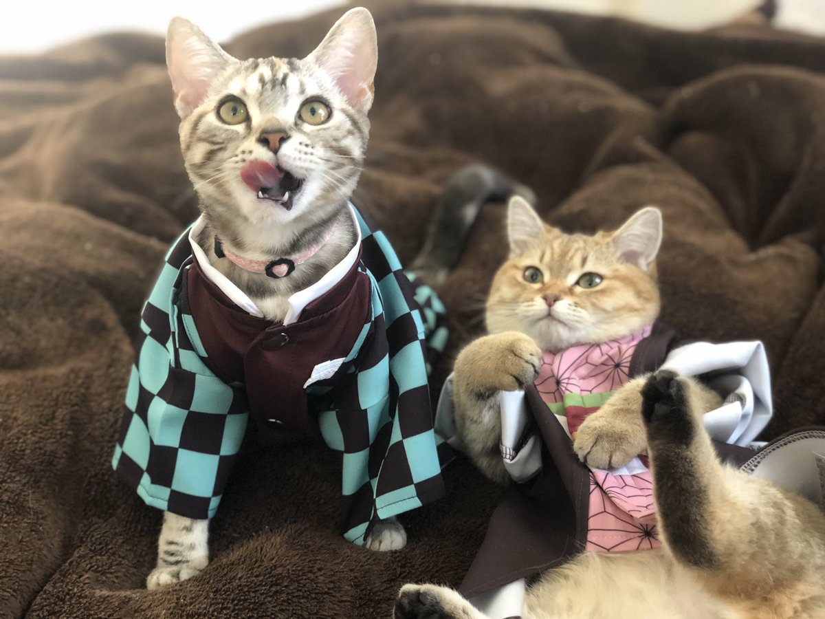 カリカリしか喰ったことがないんだ