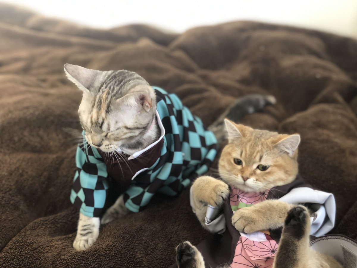 カリカリしか喰ったことがないんだ