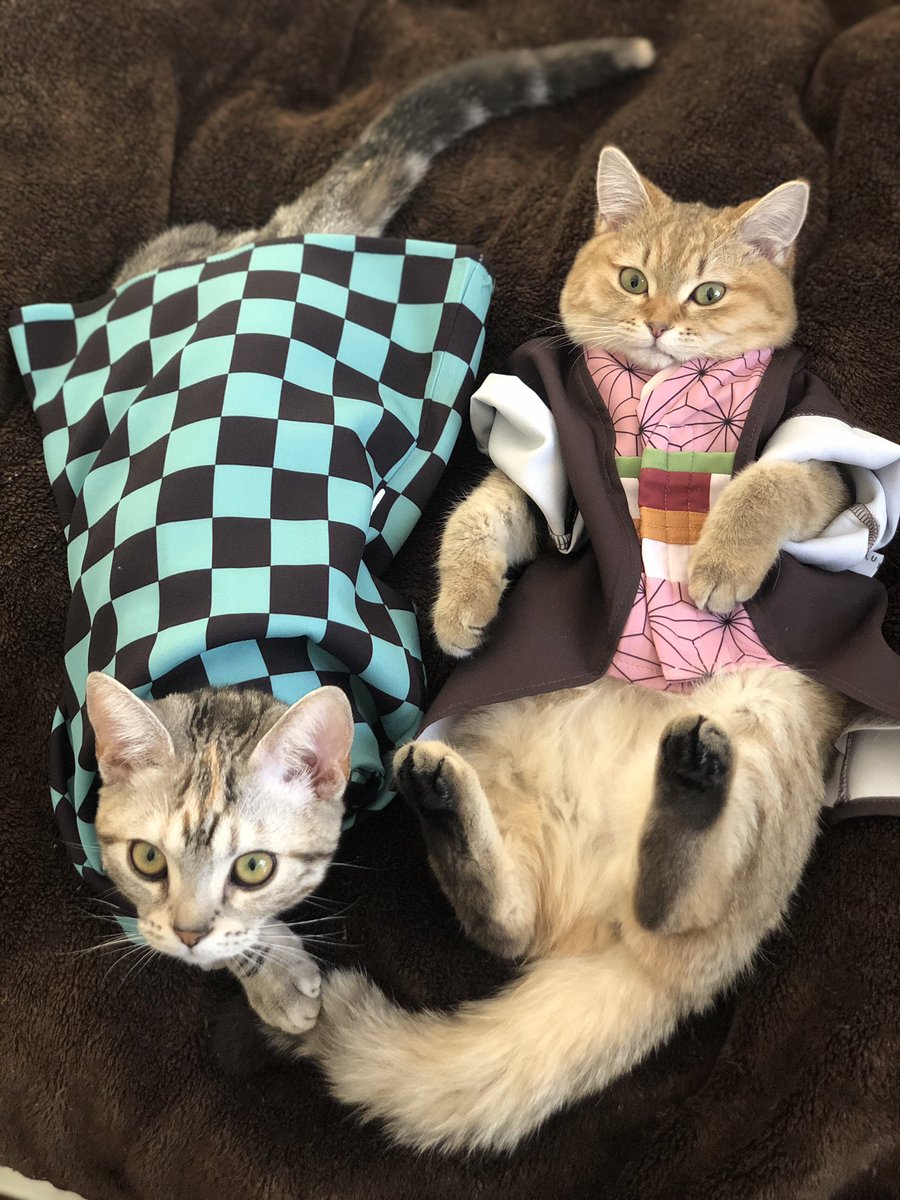 カリカリしか喰ったことがないんだ