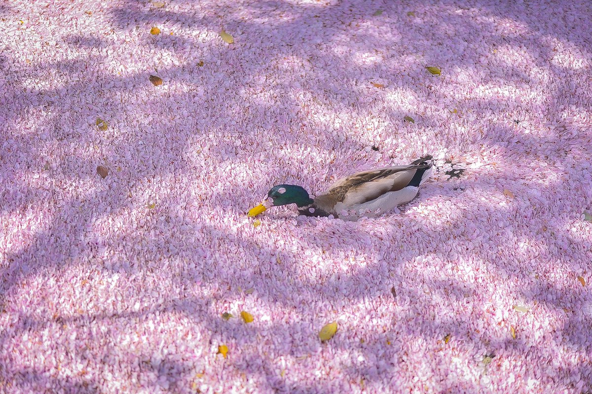 花筏に鴨がいました。 頭に花びらが付いててかわいいですね🌸 