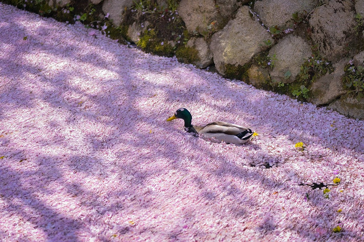 花筏に鴨がいました。 頭に花びらが付いててかわいいですね🌸 