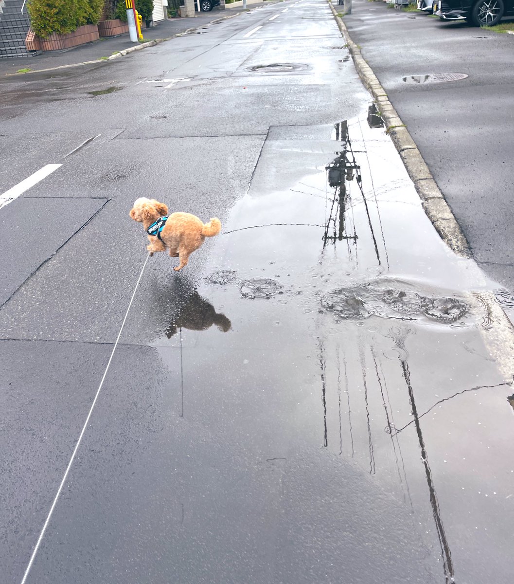 水溜まりは行かない 約束でしたよね😭  🐶🐾🎶  おはようございます☁️☔️   #トイプードル 