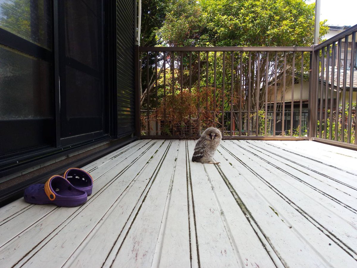 うちの実家よくフクロウ落っこちてるんだよね… 