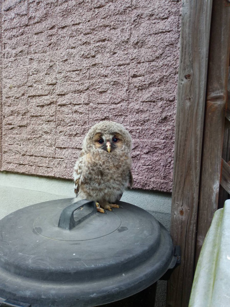 うちの実家よくフクロウ落っこちてるんだよね… 