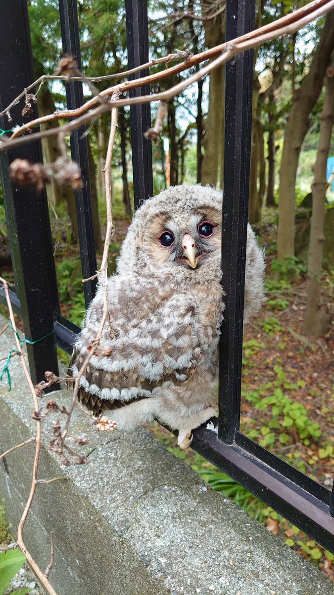 うちの実家よくフクロウ落っこちてるんだよね… 