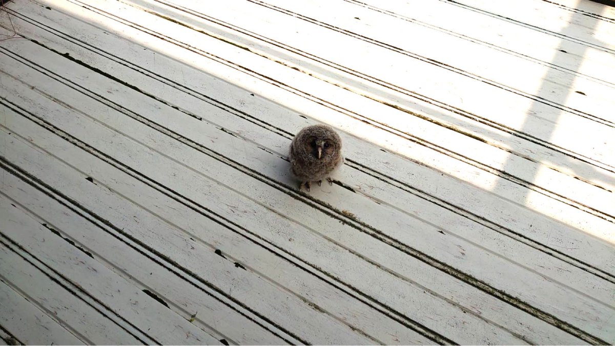 うちの実家よくフクロウ落っこちてるんだよね… 