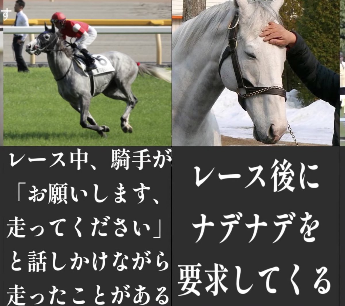 ゴールドシップ好きになった 