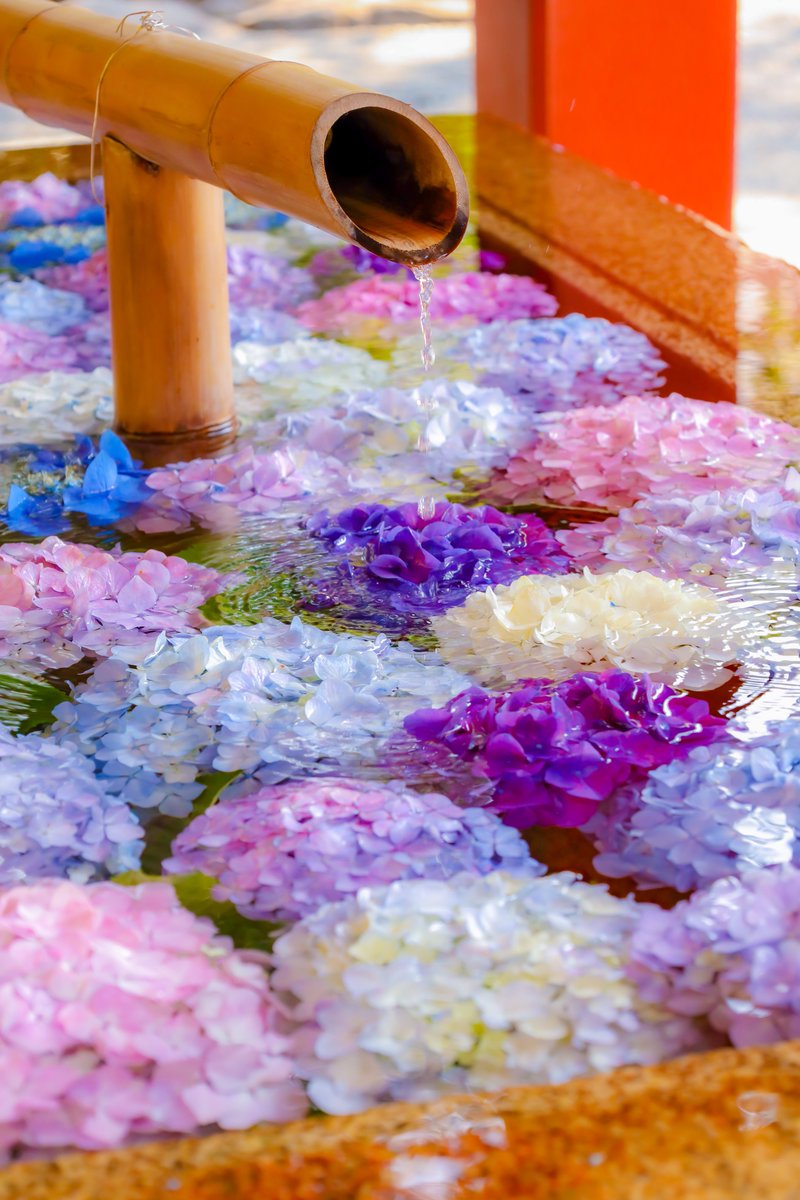 鎌倉、鶴岡八幡宮の花手水が現世のものとは思えないほど美しいので見てほしい