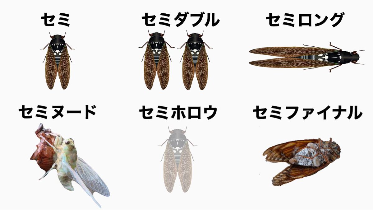 みんな欲しがってるみたいだから作りました 