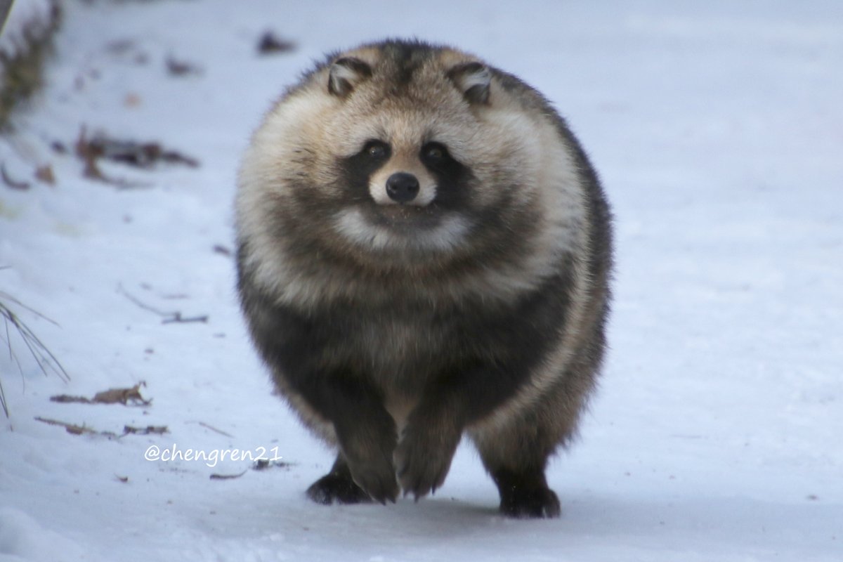 走ってくるタヌキのバケモノ感…(ぽこ♀) #北きつね牧場 