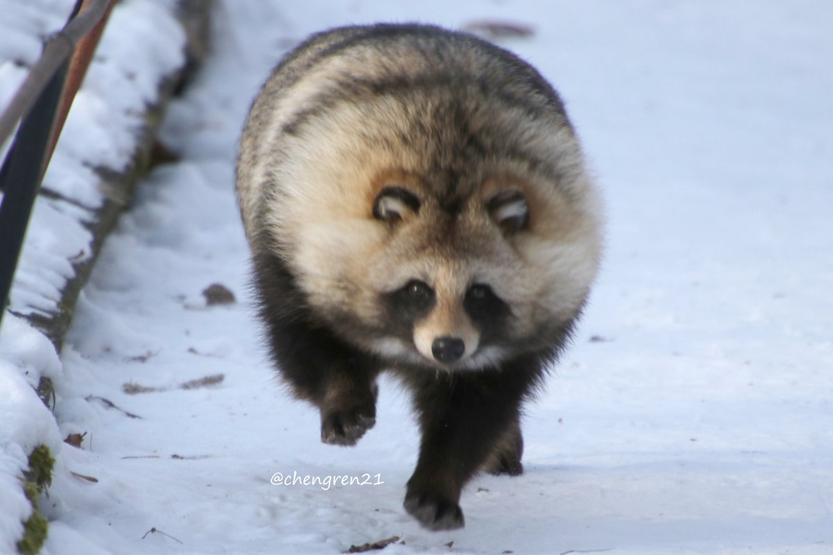 走ってくるタヌキのバケモノ感…(ぽこ♀) #北きつね牧場 