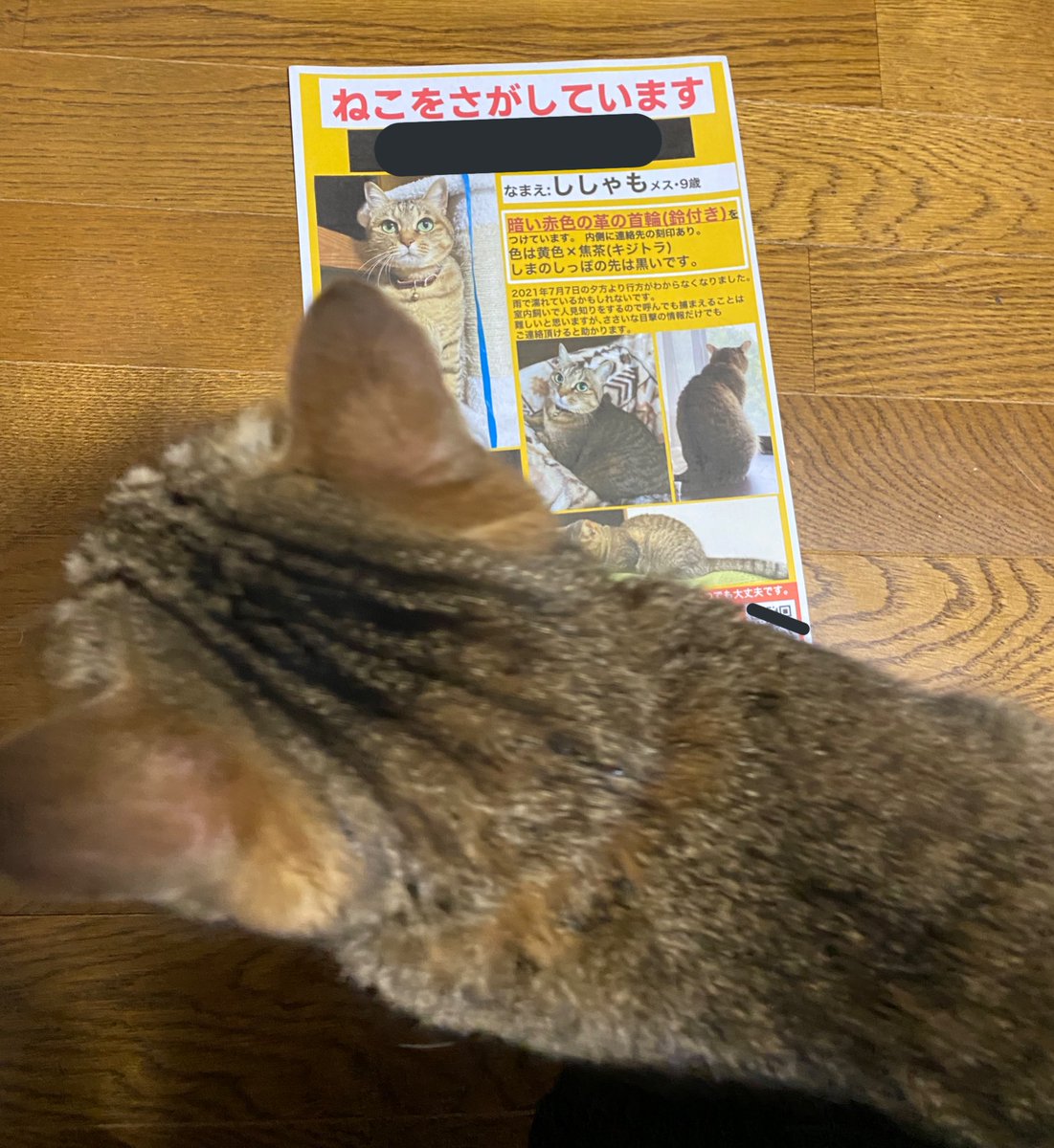 昨日夕方から網戸をこじ開け雨の中脱走、夜中も探せど探せど見つからないため、飼い主が泣きながら寝不足で作ったポスター完成直後に何食わぬ顔で朝帰りをキメる極悪猫の図