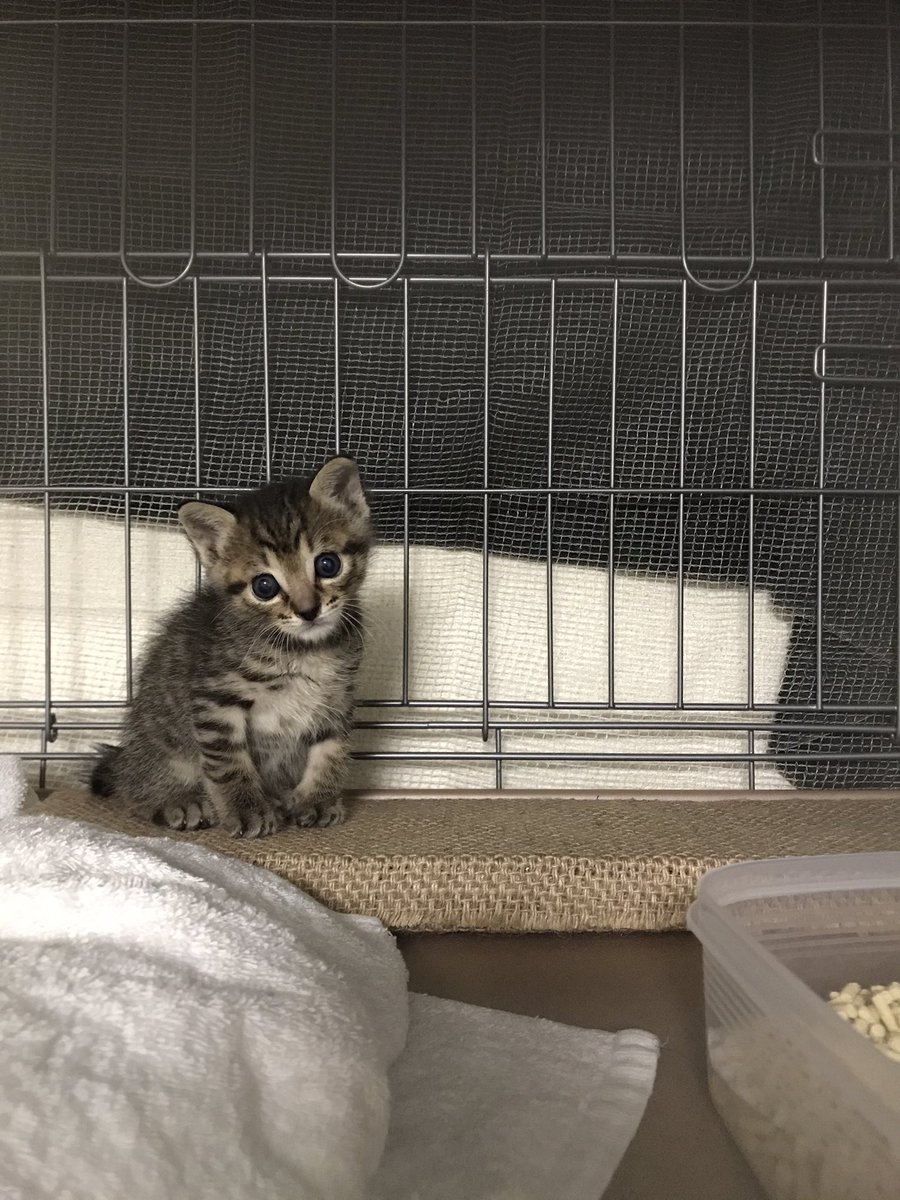 本日、おこめちゃんを職場の人に預けるつもりで黒い大きなバッグにいれて歩いてましたら、警察手帳を持った私服警察官に強引に道を塞がれ、職務質問