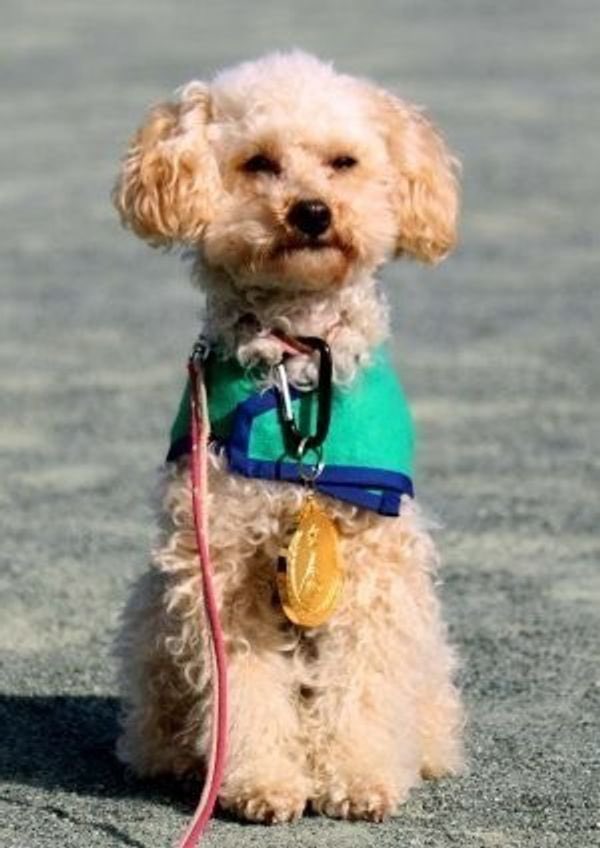 気になったので調べてみると意外と小型警察犬はいるらしい