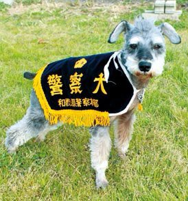 気になったので調べてみると意外と小型警察犬はいるらしい
