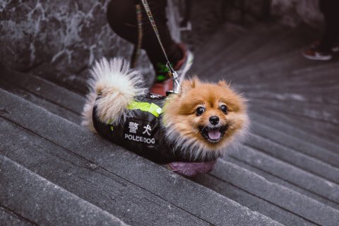 気になったので調べてみると意外と小型警察犬はいるらしい