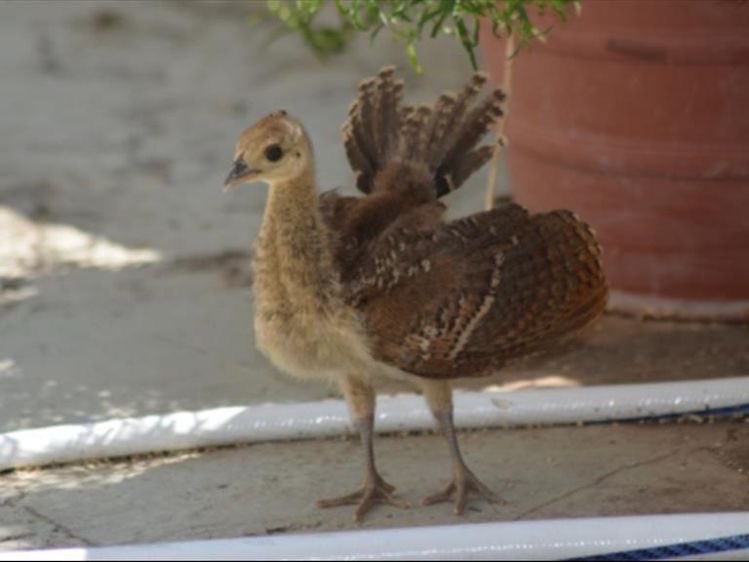 クジャクの赤ちゃんかわいい……威厳が少なめ 
