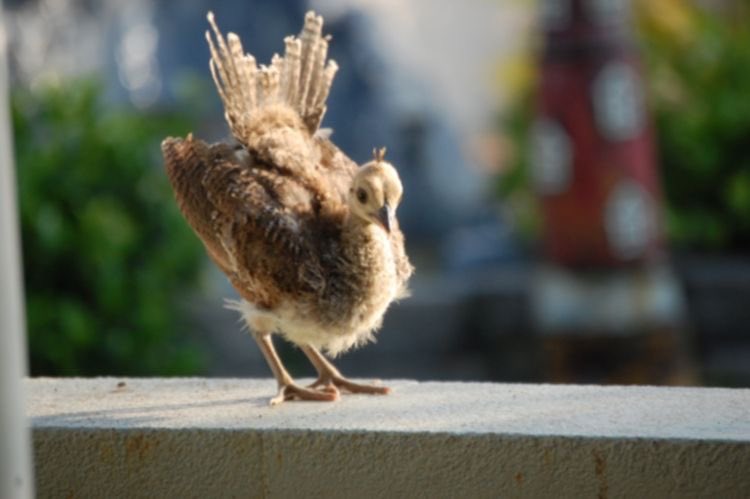 クジャクの赤ちゃんかわいい……威厳が少なめ 