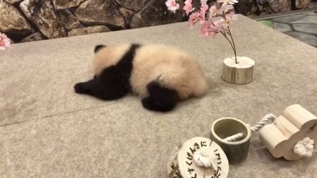 アドベンの子パンひな祭り配信やる気なくて最高だった 