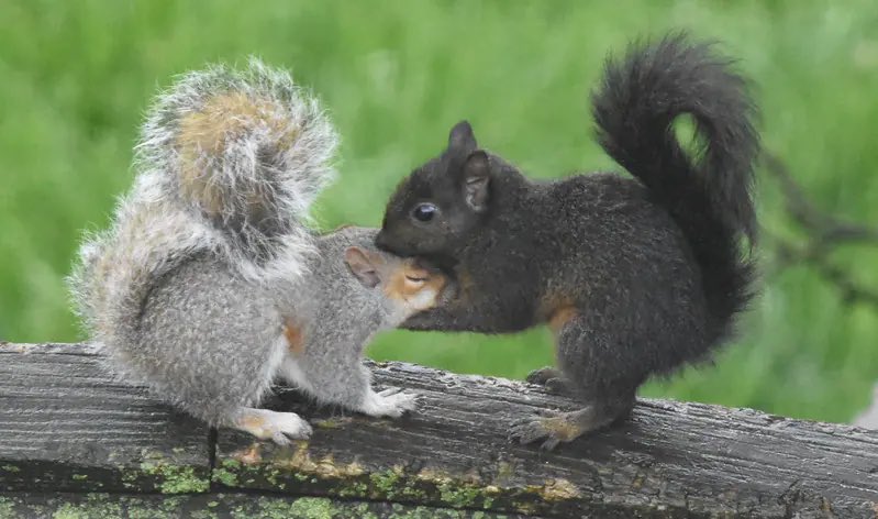 ワシントンポストって2014年からリス写真コンテストってのをやってたんですね…世の中には良い企画がたくさんあるものです  