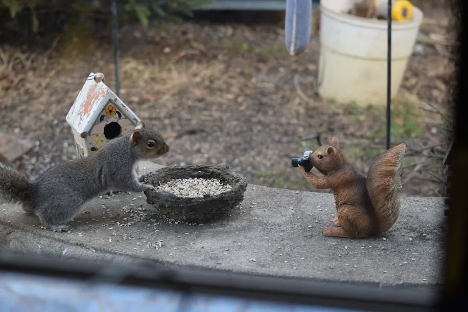 ワシントンポストって2014年からリス写真コンテストってのをやってたんですね…世の中には良い企画がたくさんあるものです  
