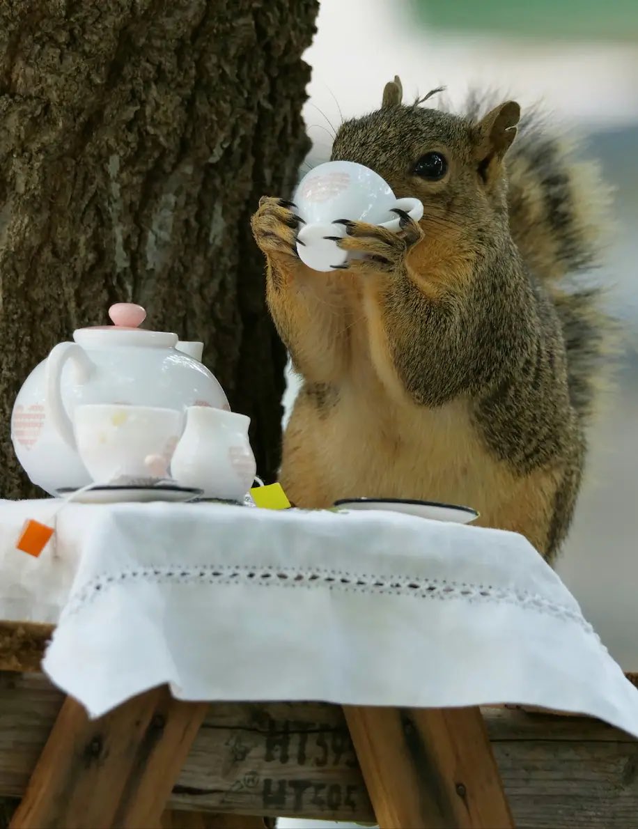 ワシントンポストって2014年からリス写真コンテストってのをやってたんですね…世の中には良い企画がたくさんあるものです