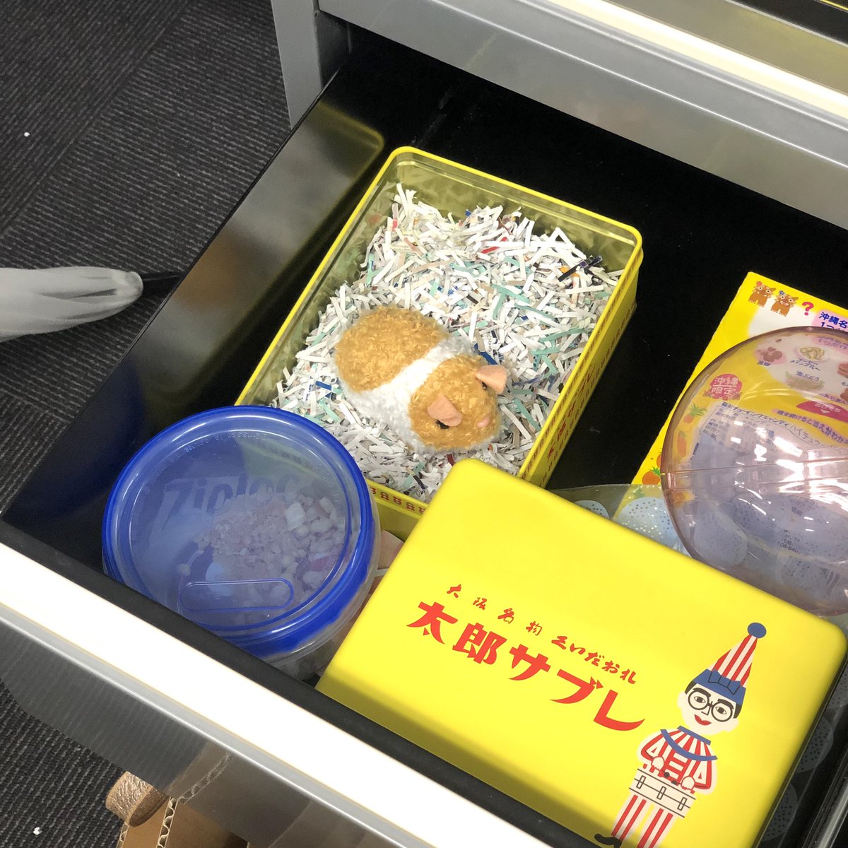 新人がデスクの引き出しでハムスターを飼っている、と言い見せてきて、今日一の虚無を感じている 