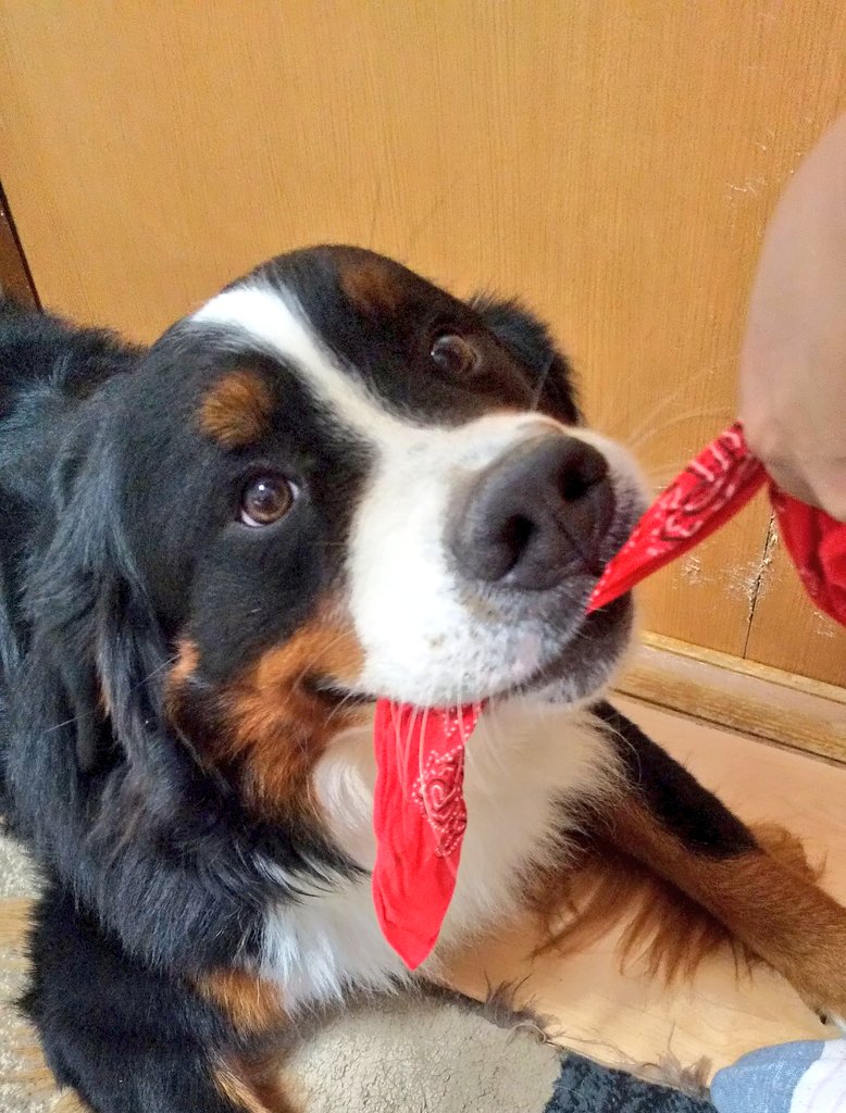 天使のようなココも寝てるとたまに冥界の番犬ケルベロスみたいな事になってる 
