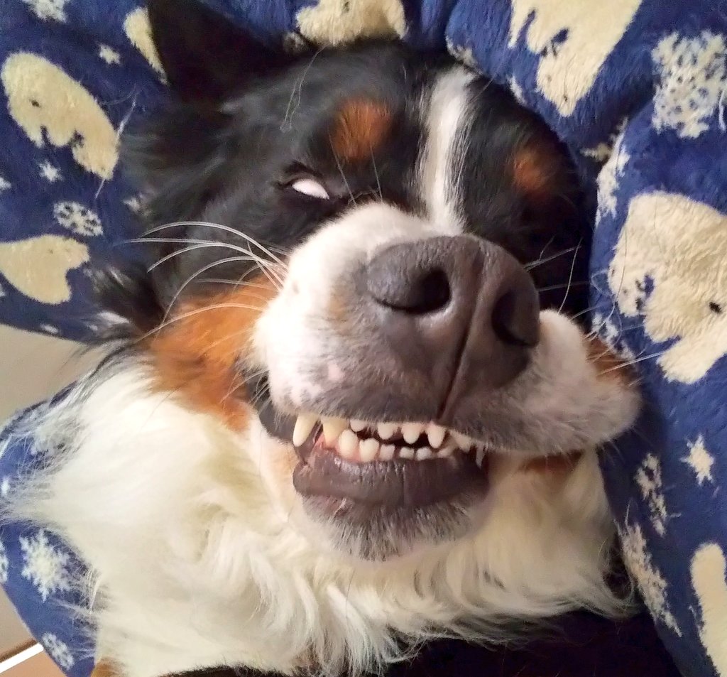 天使のようなココも寝てるとたまに冥界の番犬ケルベロスみたいな事になってる 