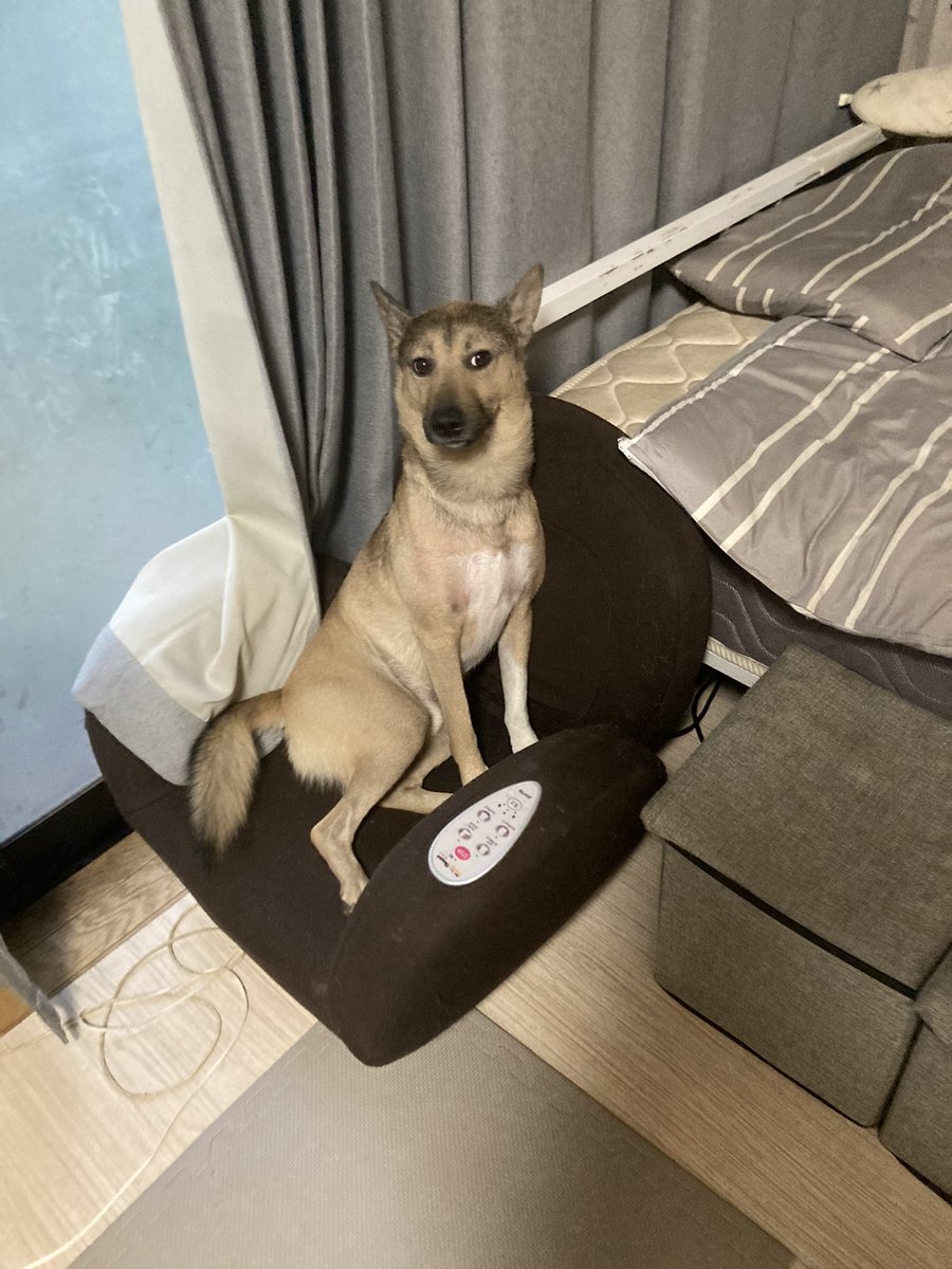 風呂場でお湯を溜める音を聞きながら、しかしまだはっきりと宣告されたわけではなく思い違いの可能性も残っているため一旦関係ないふりをする犬の顔です 