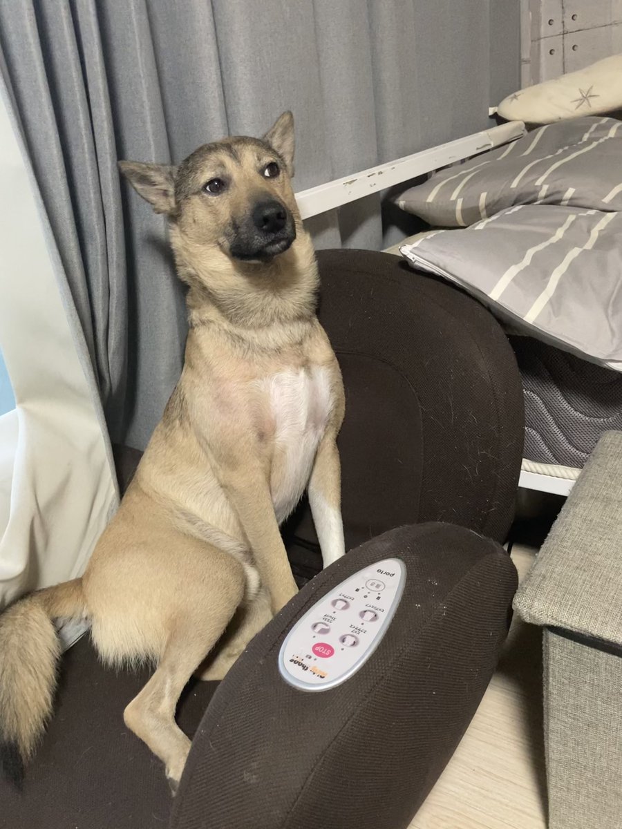 風呂場でお湯を溜める音を聞きながら、しかしまだはっきりと宣告されたわけではなく思い違いの可能性も残っているため一旦関係ないふりをする犬の顔です 