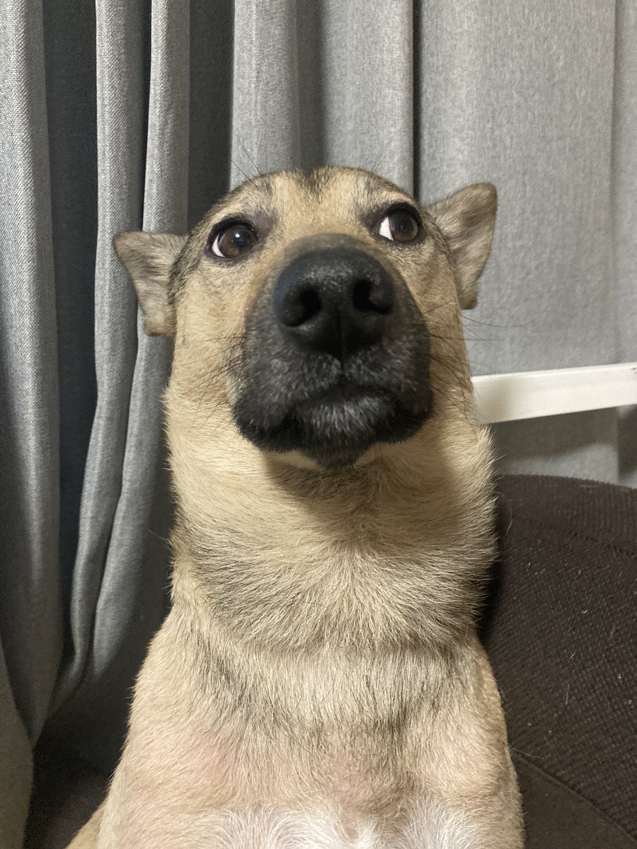 風呂場でお湯を溜める音を聞きながら、しかしまだはっきりと宣告されたわけではなく思い違いの可能性も残っているため一旦関係ないふりをする犬の顔です 