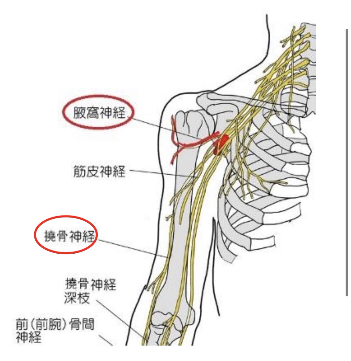 ワクチンの筋肉注射は、普通の注射より全然痛くないはず