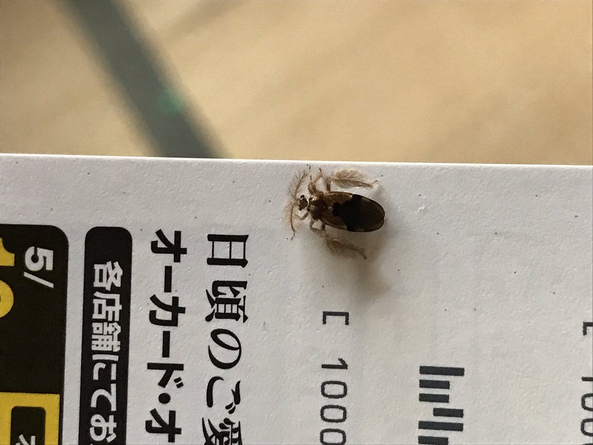 この虫って一体何なんでしょう？？ 誰か分かりませんか〜！？ 