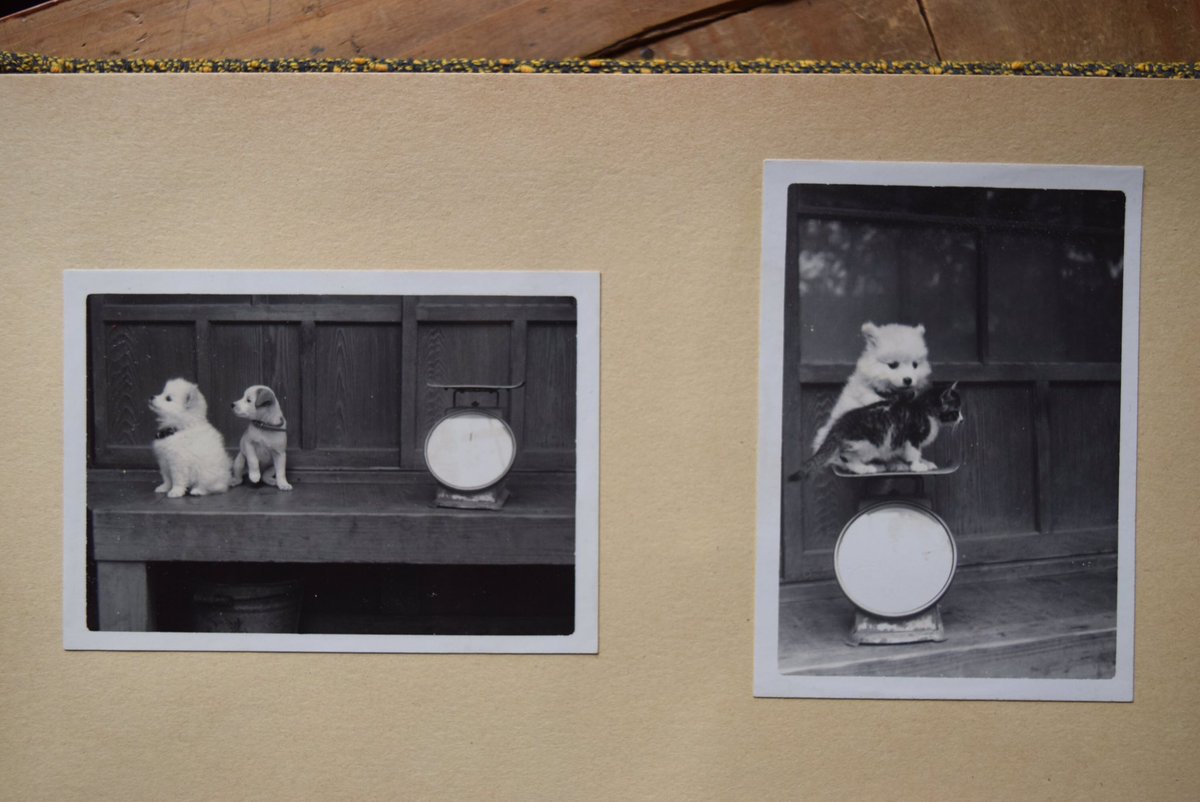 昭和30年代頃 体重測定をする子犬たち 