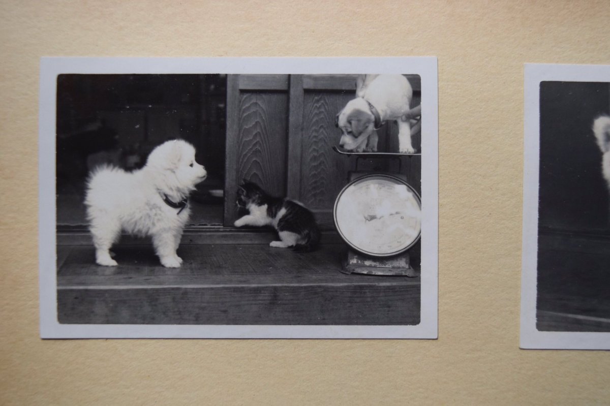 昭和30年代頃 体重測定をする子犬たち 