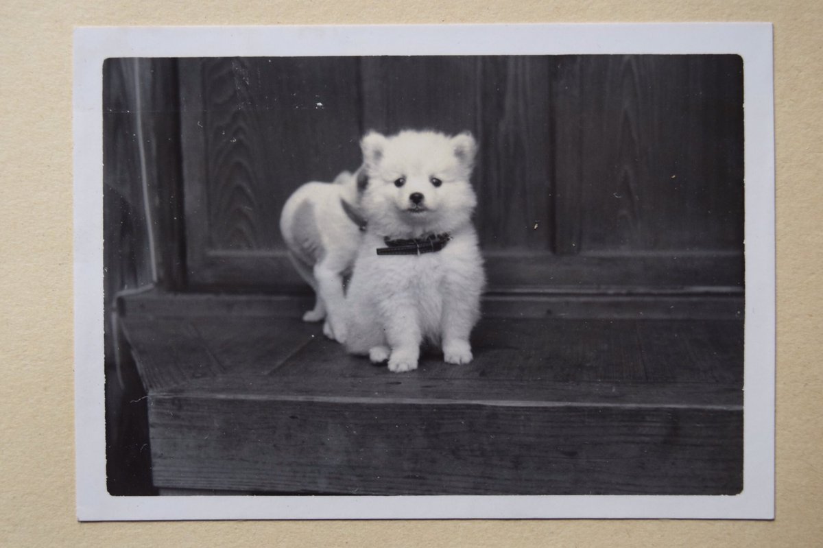 昭和30年代頃 体重測定をする子犬たち 