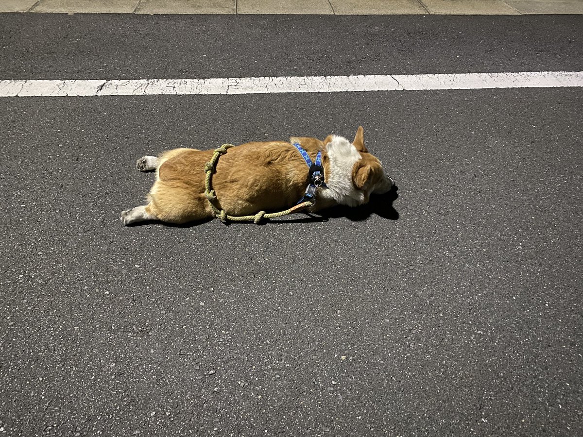 もう動く気は無いようだ... 