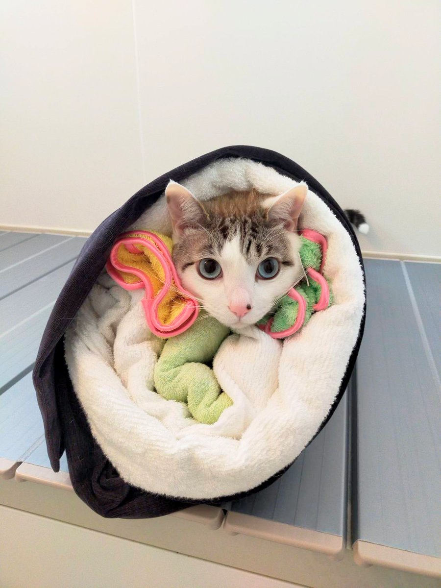 猫恵方巻き 
