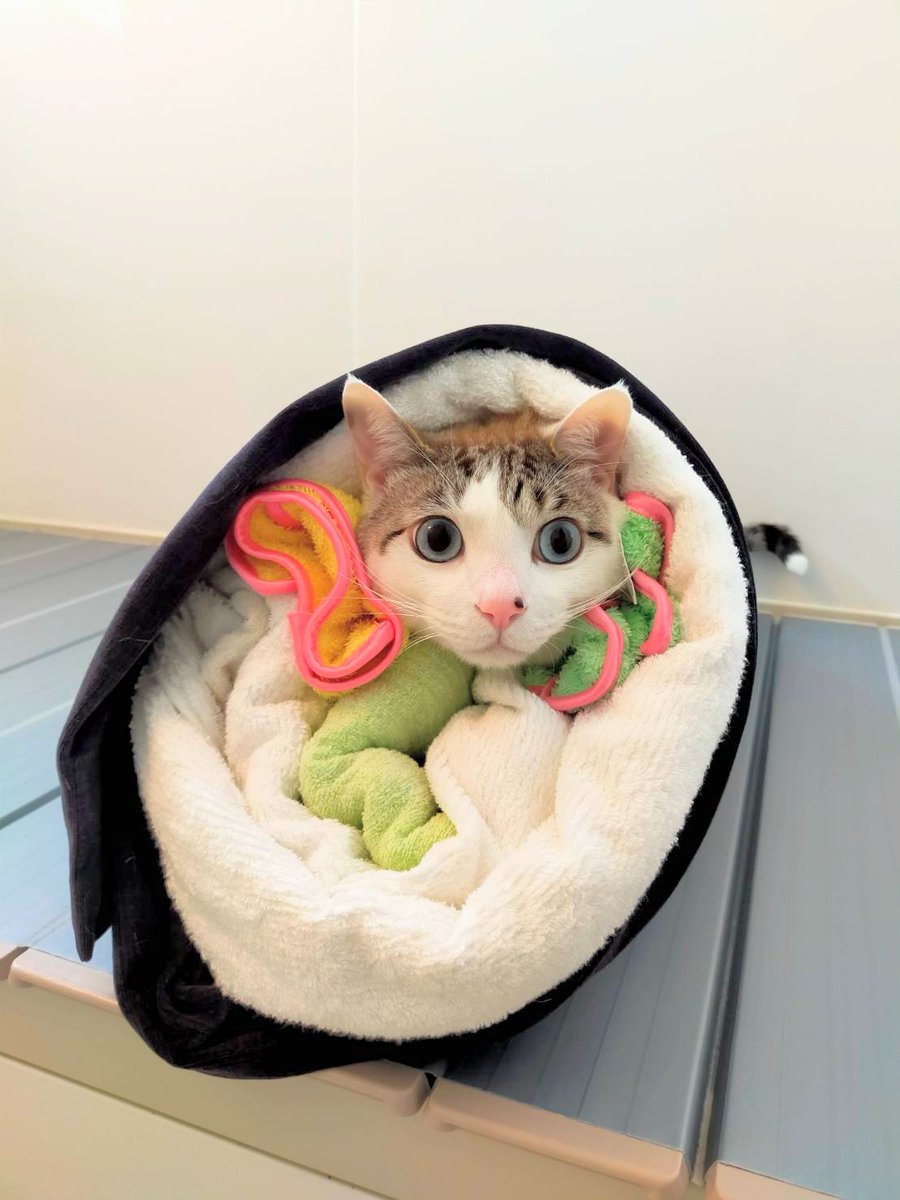 猫恵方巻き 