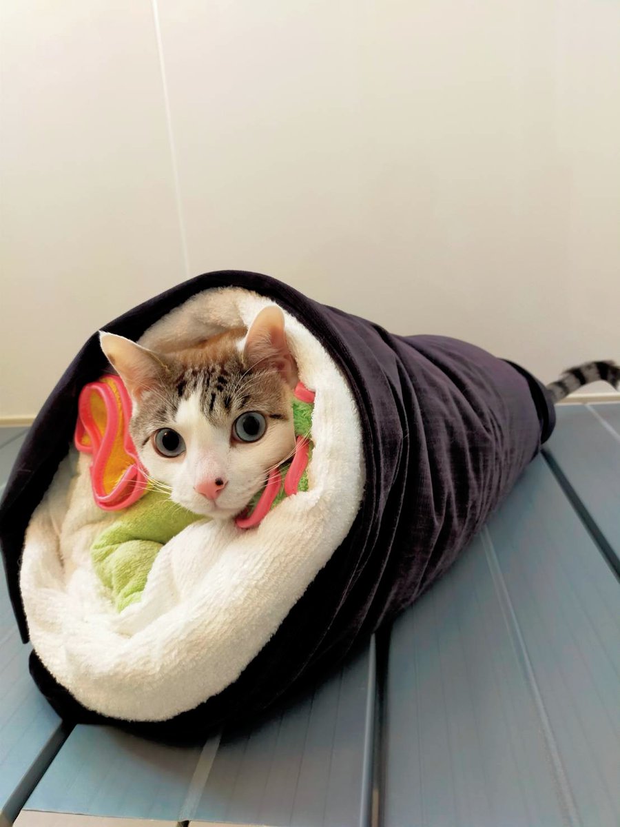 猫恵方巻き 